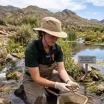 in-2013-arizonas-rare-leopard-frogs-were-under-threat-from-invasive-bullfrogs-but-by-2019-conservati.avif