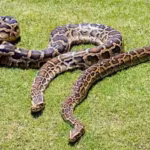 in-2018-scientists-gps-tagged-13-burmese-pythons-but-found-that-the-devices-recorded-locations-only.avif