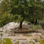 in-2022-us-department-of-agriculture-funded-a-trial-by-spreading-cardboard-in-gardens-to-avoid-weeds.avif