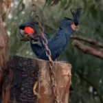 in-australias-cape-york-conservationists-installed-29-artificial-tree-hollows-to-help-endangered-pal.avif