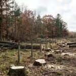 in-total-133-trees-on-deals-property-had-been-felled-representational-photo.jpg