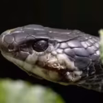 invasive-burmese-pythons-and-floridas-native-snakes-show-different-parasite-infection-rates-offering.avif