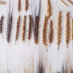 italian-farmer-planted-mysterious-seeds-found-in-attic-discovered-ancient-biblical-wheat-with-seven.avif