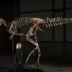 jodi-dinosaur.jpg
