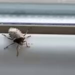 keep-stinkbugs-out-of-your-house.jpg