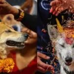 kukur-tihar-in-nepal-.jpg