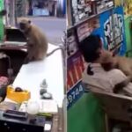 langur-unexpectedly-hugs-a-shokeepre-in-odisha.jpg