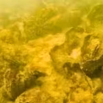 maryland-planted-249-billion-oyster-seeds-in-harris-creek-the-restoration-has-produced-343-acres-of.avif