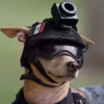 meet-comando-7-kg-chihuahua-joins-mexicos-national-guard-trains-for-search-and-rescue-work-and-appea.avif