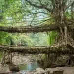 meghalayas-living-root-bridge.jpg