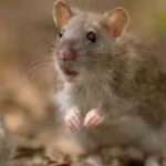 mice.jpg