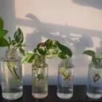 money-plant-in-a-glass-of-water.jpg