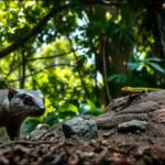 mongoose-stalks-lizard.jpg