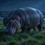 moonlit-hippo-grazing-peacefully.jpg