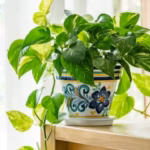 msid-134958838imgsize-52570.cms_.avif