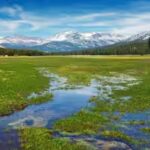native-sedges-growing-in-a-wet-meadow.jpg
