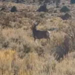 nevadas-wildlife-agency-has-seen-a-38-staffing-decline-while-more-than-4300-species-globally-remain.avif