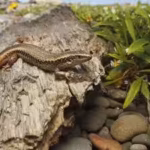 new-zealand-built-a-676-square-metre-pest-proof-sanctuary-for-rare-skinks-four-were-released-in-2026.avif
