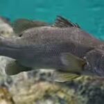 nile-perch.jpg
