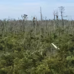 north-carolina-lost-about-21-of-its-coastal-forests-between-1985-and-2021-roughly-64220-hectares-ima.avif
