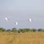 oconnor-ranching-legacy-began-in-1834-6409-acres-of-texas-prairie-protected-191-years-later.jpg