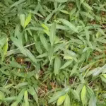 once-used-to-pack-chinese-porcelain-this-invasive-grass-has-spread-across-16-eastern-us-states-threa.avif