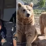 outlander-actor-steven-cree-opens-bear-sanctuary-in-armenia-three-rescued-syrian-brown-bears-move-fr.avif
