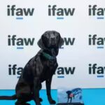 photo-credit-the-international-fund-for-animal-welfare-ifaw.jpg