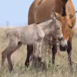 przewalskis-horses-disappeared-from-kazakhstan-for-200-years-two-foals-have-now-been-born-as-conserv.avif