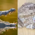 published-in-the-journal-of-vertebrate-paleontology-the-research-adds-to-scientists-understanding-of.avif