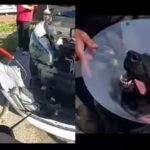 python-found-in-new-jersey-womans-car-left-k-9-wouter-bitten-by-suspect-in-southern-california.jpg