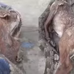 python-swallows-a-nilgai-calf-and-then-does-the-unexpected-shocking-video-goes-viral-watch-what-the.avif