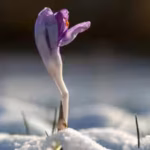 quote-of-the-day-by-pablo-neruda-you-can-cut-all-the-flowers-but-you-cannot-keep-spring-from-coming.avif