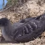 rats-were-eradicated-from-seychelles-darros-island-in-2003-by-2016-its-wedge-tailed-shearwater-colon.avif