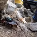 researchers-equip-giant-cockroaches-with-medical-backpacks-fitted-with-cameras-and-syringes-the-cybo.avif
