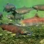 salmon.jpg