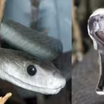 scientists-analysed-black-mamba-scales-and-found-they-could-reveal-heavy-metal-pollution-in-urban-so.avif