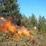 scientists-deliberately-burned-an-australian-woodland-after-years-without-recorded-fire-20369-seedli.avif