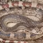 scientists-develop-a-dna-test-for-one-of-americas-elusive-snakes-eastern-pine-snake-can-now-be-detec.avif