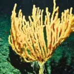 scientists-discover-hidden-bamboo-coral-forest-in-the-south-china-sea-nearly-1400-metres-below-the-s.avif