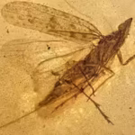 scientists-examined-13-insects-trapped-in-99-million-year-old-amber-and-identified-a-new-species-who.avif