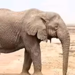 scientists-find-african-elephants-can-distinguish-visual-clues-linked-to-food-quantity-up-to-5-metre.avif