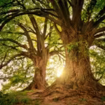 scientists-found-97-of-strangler-figs-growing-directly-from-burned-ground-in-indonesia-the-trees-may.avif