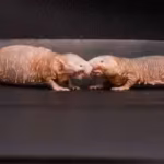 scientists-found-a-chemical-that-helps-naked-mole-rat-queens-stop-other-females-from-reproducing-rem.avif