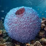 scientists-found-at-least-10-likely-new-species-of-bizarre-branching-worms-inside-sea-sponges-one-wa.avif