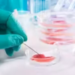 scientists-have-reprogrammed-blood-cell-precursors-from-an-80-year-old-donor-into-neural-stem-cells.avif