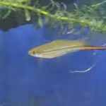 scientists-let-swordtail-fish-choose-their-mates-for-nine-generations-males-kept-picking-larger-fema.avif