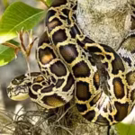 scientists-tracked-142-burmese-pythons-for-20-years-and-found-that-only-four-expelled-their-implante.avif