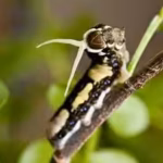 scientists-tracked-a-rare-florida-butterfly-for-35-years-and-found-hurricanes-were-unexpectedly-help.avif