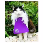 scientists-tracked-cats-wearing-anti-hunting-bibs-activity-fell-15-but-roaming-distances-stayed-unch.avif